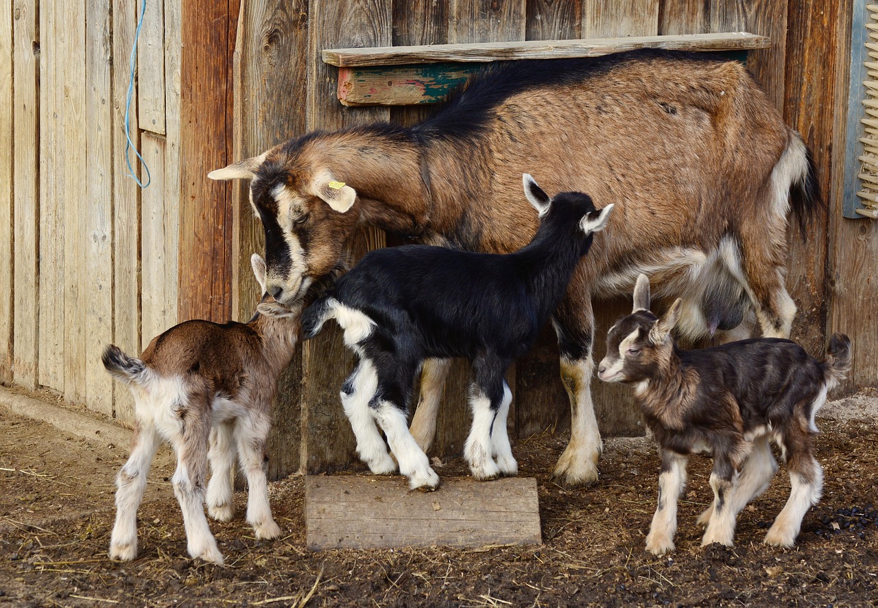 Goats Kid Young Domestic Free Photo On Pixabay Goats Kid Young Domestic Free Photo On Pixabay