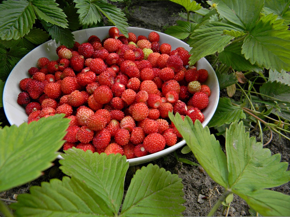 red-2052831_960_720.jpg