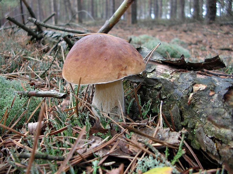 właściwości grzybów