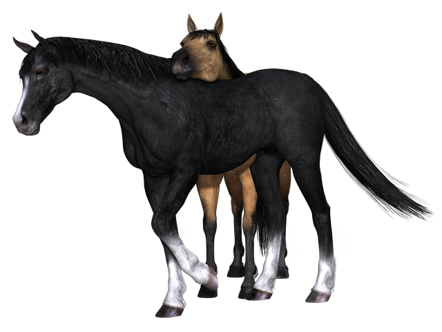 Pferd, Brown, Natur, Schwarz, Tier