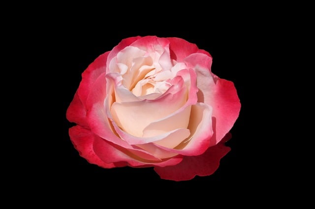 Flor, Rosa, Naturaleza, Rojo, Rosa Roja