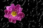 flower, blossom, bloom