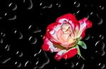 flower, blossom, bloom