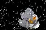 flower, blossom, bloom