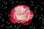 flower, blossom, bloom
