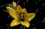 flower, blossom, bloom