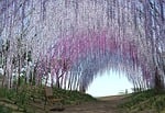 steria, blue rain, wisteria