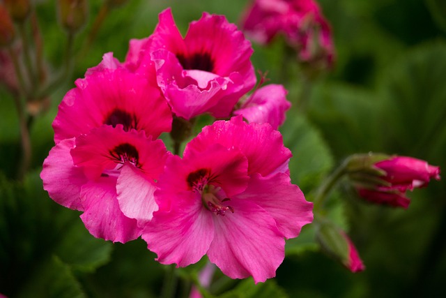 Free Flower Plant photo and picture