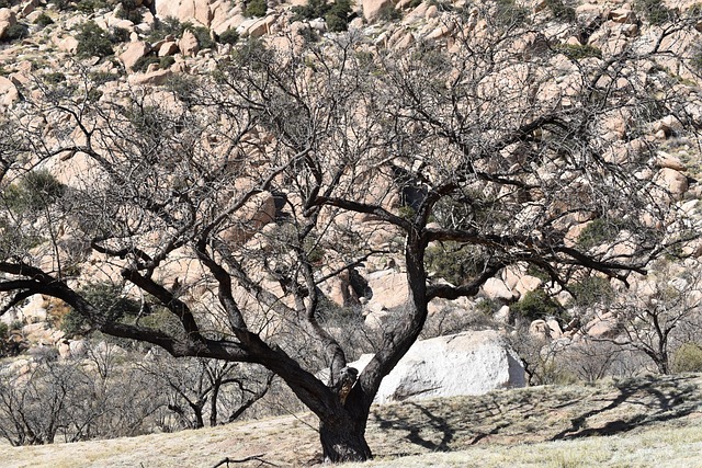 Free Tree Nature photo and picture