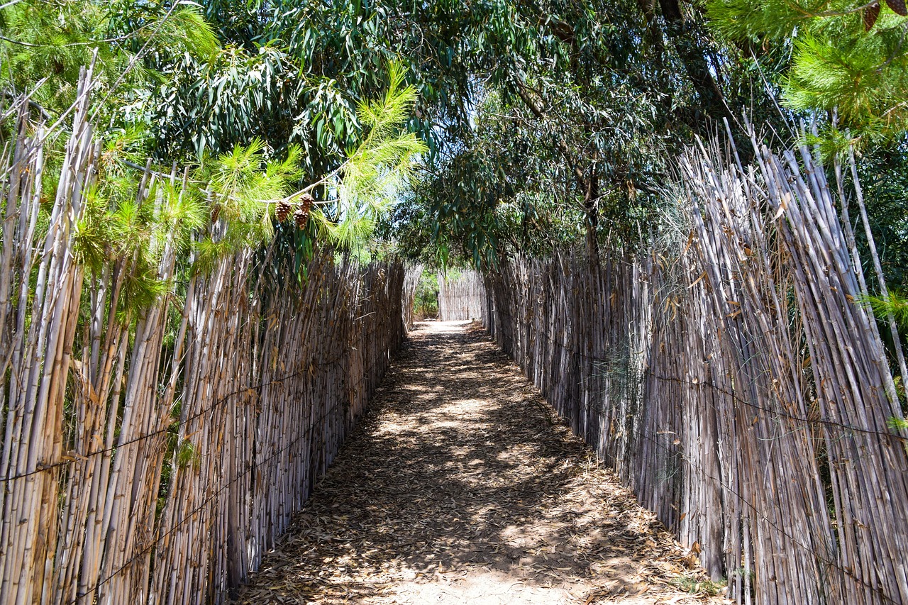 Bambus Bamboo Sand - Kostenloses Foto auf Pixabay