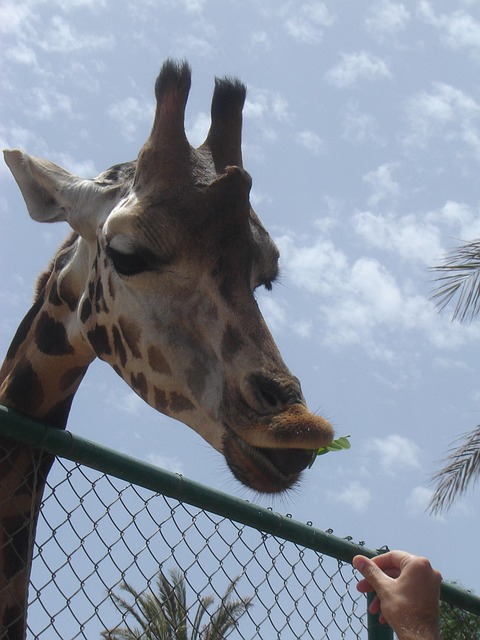 Free Animals Giraffe photo and picture