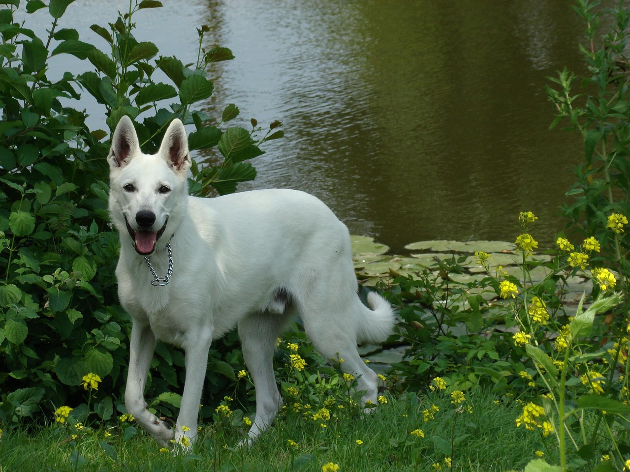 Free Dog Park photo and picture