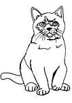 cat, fluffy, coloring page