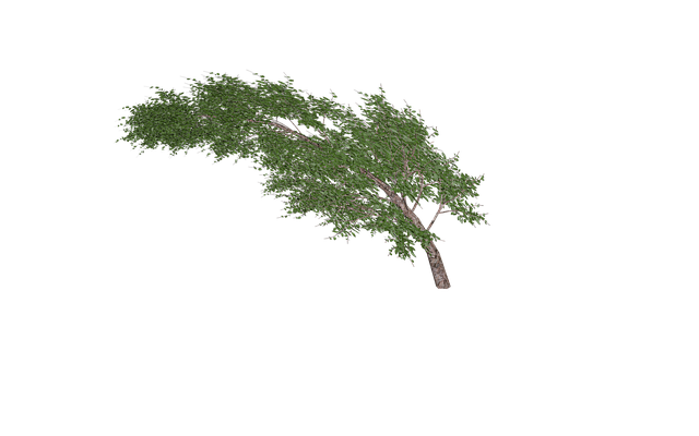Free tree isolated nature illustration