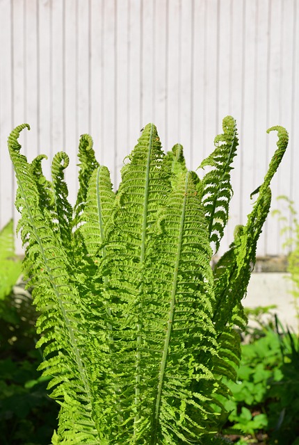 Free Fern Plant photo and picture