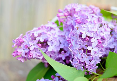 Free Lilac Flowers photo and picture