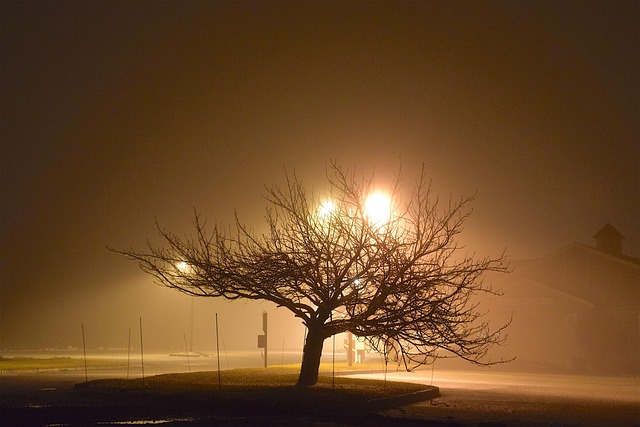 霧 夜 木 - Pixabayの無料写真 - Pixabay