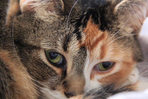 Free Cat Macro photo and picture