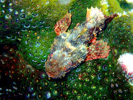 Free Scorpion Fish Fish photo and picture