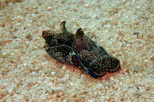 Free Sea Hare Sea Slug photo and picture