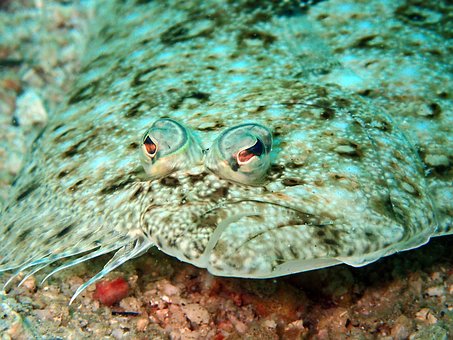Free Sole Nature photo and picture