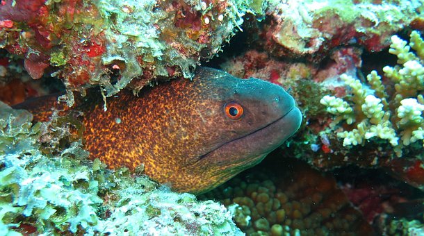 Free Yellow Margin Moray Eel Moray photo and picture