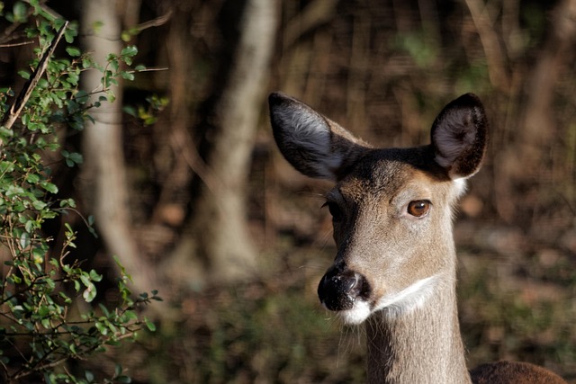 Free Deer White-Tailed photo and picture