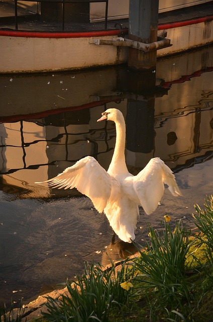 Free Swan Idyllic photo and picture