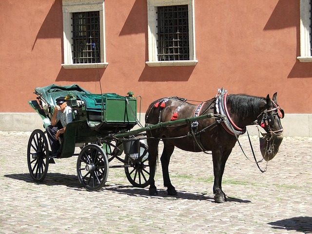 Free Cab Horse photo and picture