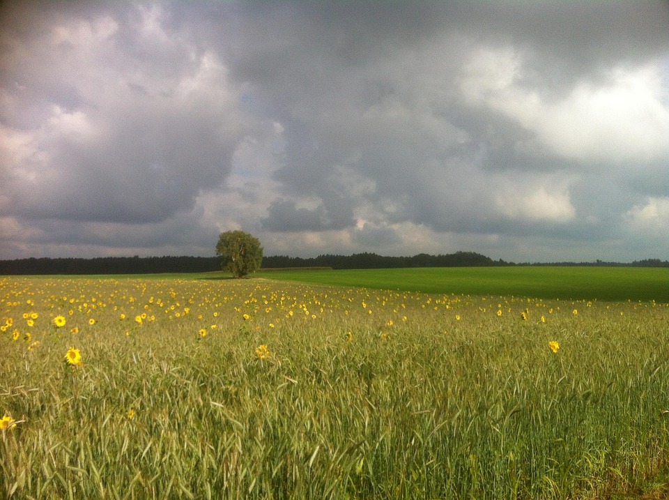 Paysage Champ De Tournesol La - Photo gratuite sur Pixabay - Pixabay
