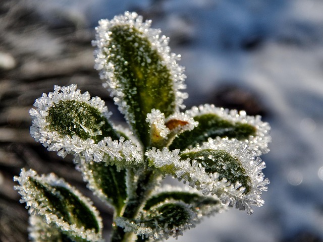 Free Winter Nature photo and picture