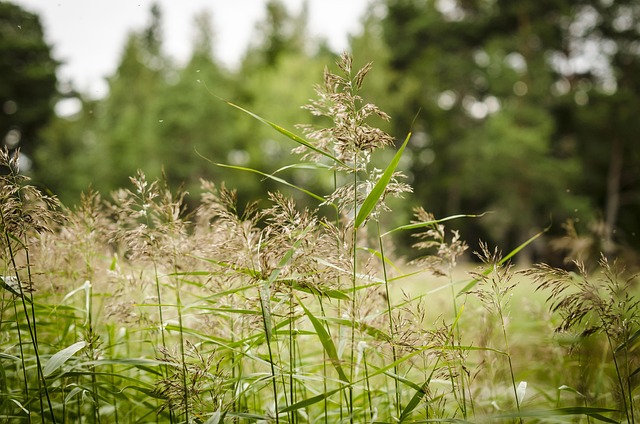 Free Reed Wetland photo and picture