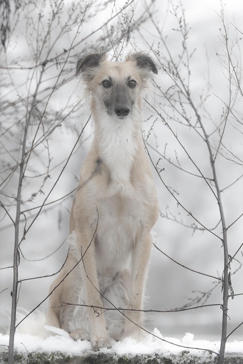 Silken Windsprite Dog In The - Free photo on Pixabay