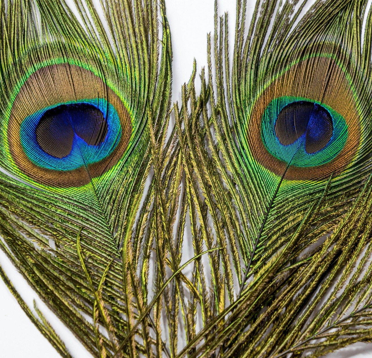 Peacock Feather Eye Free Photo On Pixabay
