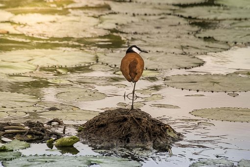 Vogelwelt, Krüger, Vogel