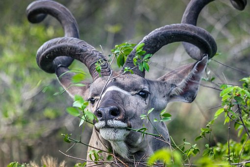 Kudu, Bock, Krüger, Reservieren