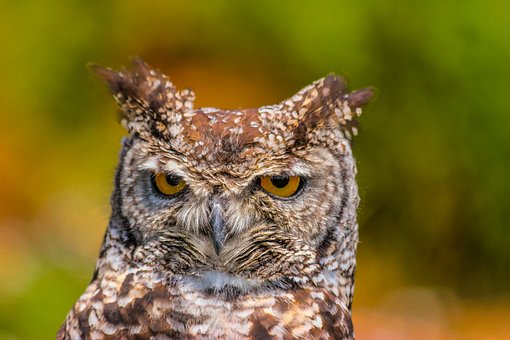 Eulen, Gefährdet, Vogel, Raubtier