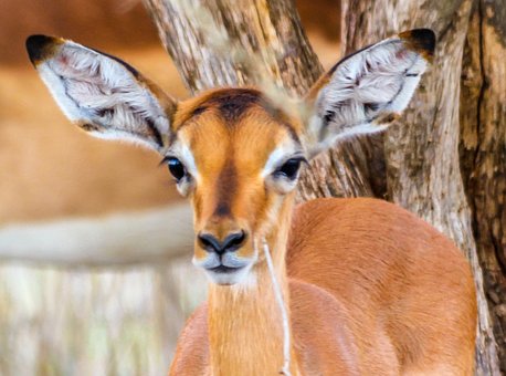 Kitz, Kleine Bock, Bock, Junger Bock