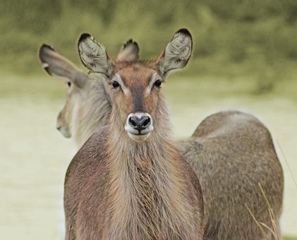 Wasserbock, Krüger, Tierwelt, Park