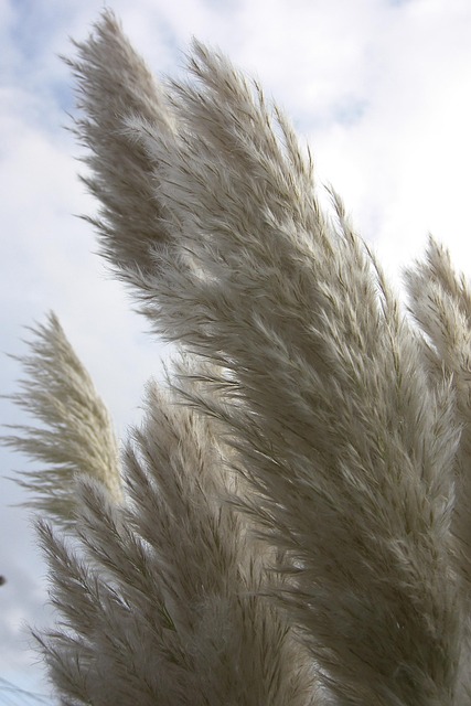 Free Pampas Garden photo and picture