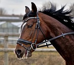 horse, head, mane