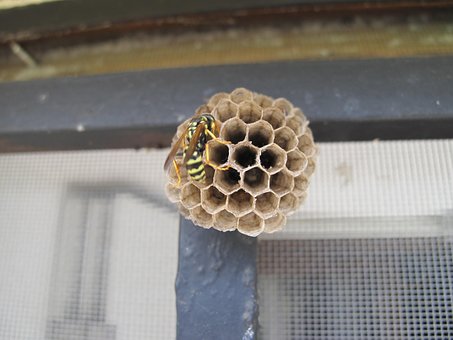 Free Wasp Raat photo and picture
