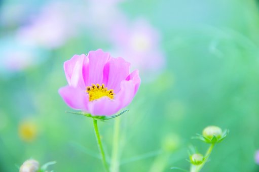 Free Japan Nature illustration and picture