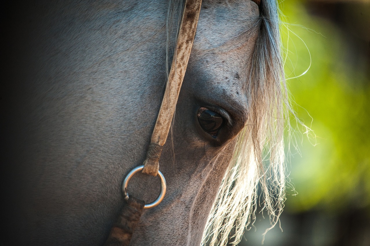 Horse - free online jigsaw puzzle photo