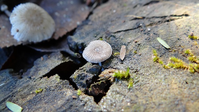 mushroom, wabi-sabi, nature, rustic, adversity, stone, moss, macro, close, simplicity, zen, imperfection of art, zen buddhist, exotic, wabi-sabi, adversity, adversity, adversity, adversity, adversity