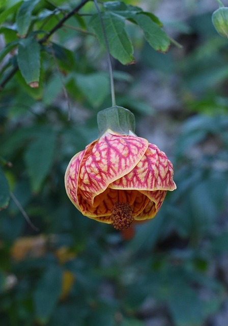 Free Flower Garden photo and picture