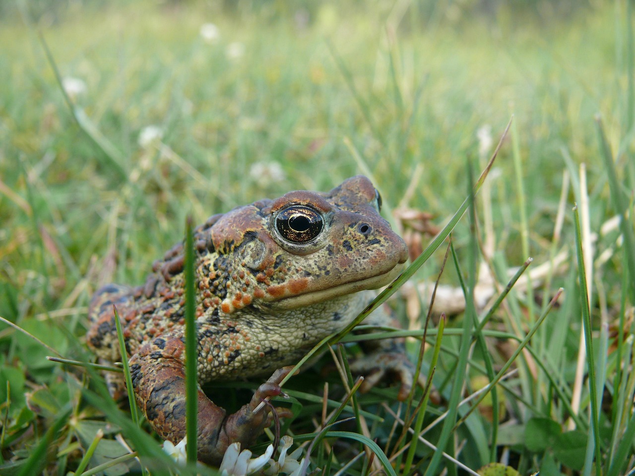 Frog - free online jigsaw puzzle photo