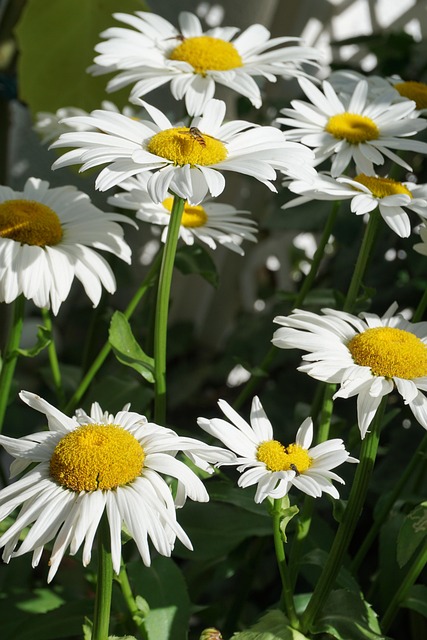 Free Sun Daisies photo and picture