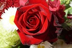 rose, red, love