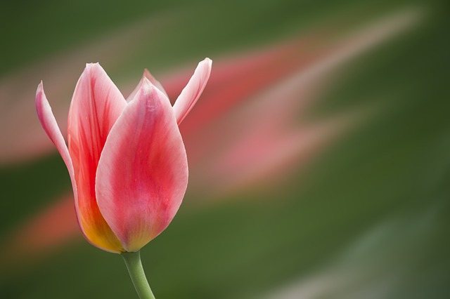 Free tulip nature red illustration